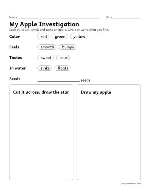 Preview of the printable “Apple investigation page” worksheet: observing and describing a real apple's color, feel, taste and seeds