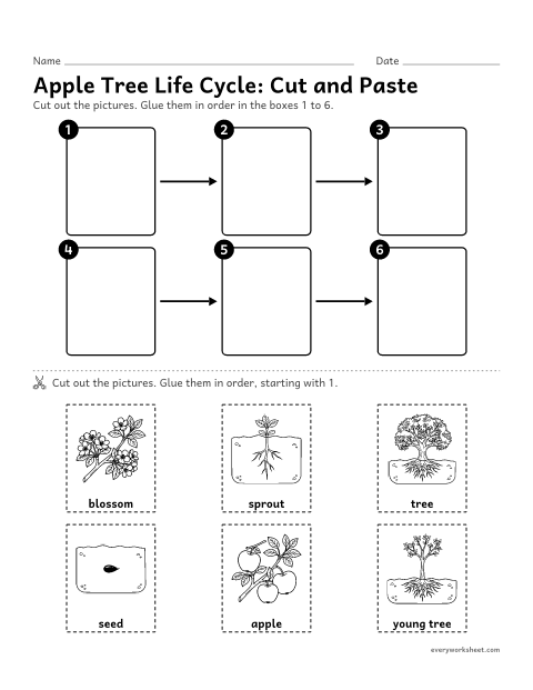 Preview of the printable “Apple tree life cycle cut and paste” worksheet: putting the apple tree life-cycle pictures in order