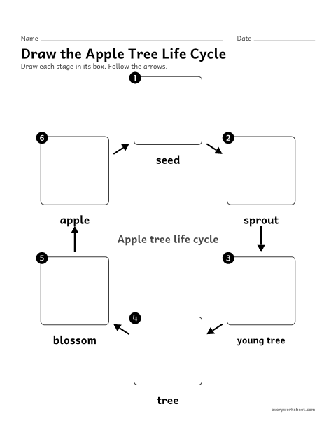 Preview of the printable “Draw the apple tree life cycle” worksheet: drawing each stage of the apple tree life cycle