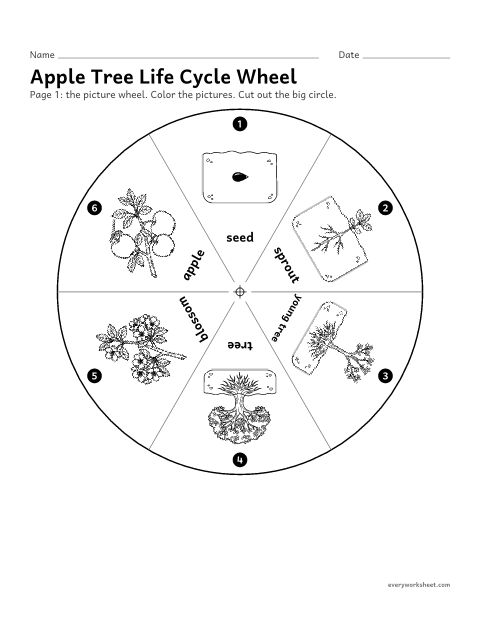 Preview of the printable “Apple tree life cycle wheel” worksheet: making a turning wheel that shows the apple tree life cycle