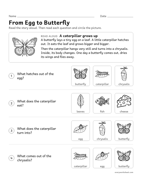 Preview of the printable “Butterfly life cycle read aloud” worksheet: answering questions about the butterfly life cycle read aloud