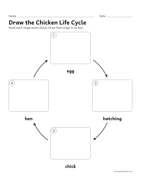 Preview of the printable “Draw the chicken life cycle” worksheet: drawing the stages of the chicken life cycle