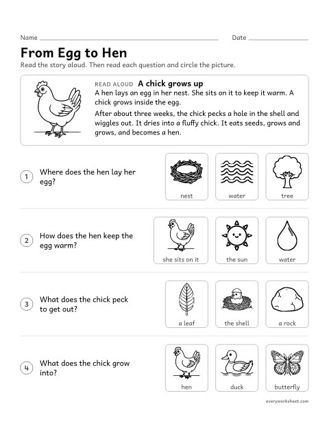 Preview of the printable “Chicken life cycle read aloud” worksheet: answering questions about the chicken life cycle read aloud