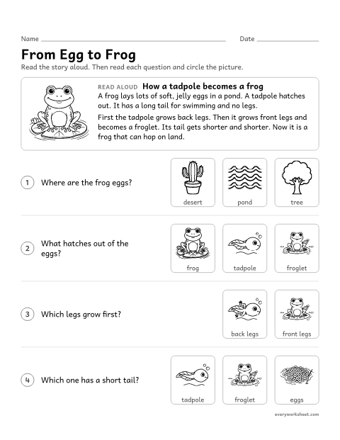 Preview of the printable “Frog life cycle read aloud” worksheet: answering questions about the frog life cycle read aloud