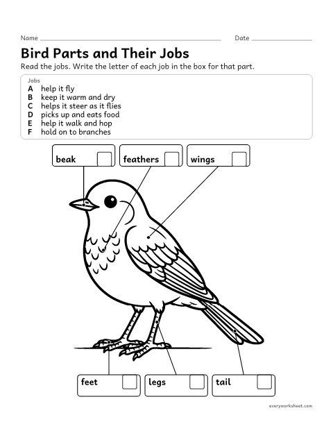 Preview of the printable “Parts of a bird and their jobs” worksheet: matching bird body parts to their jobs