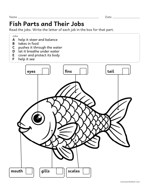 Preview of the printable “Parts of a fish and their jobs” worksheet: matching fish body parts to their jobs