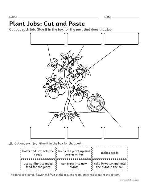 Preview of the printable “Plant parts and their jobs cut and paste” worksheet: matching plant parts to their jobs