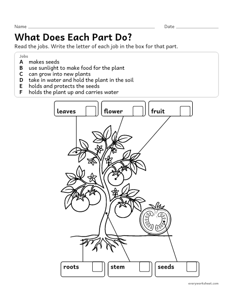 Preview of the printable “Plant parts and their jobs worksheet” worksheet: matching plant parts to their jobs