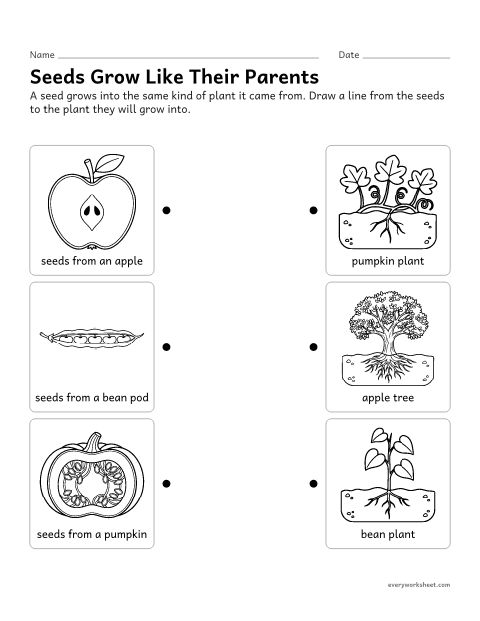 Preview of the printable “Plants and their offspring matching worksheet” worksheet: matching seeds to the kind of parent plant they grow into