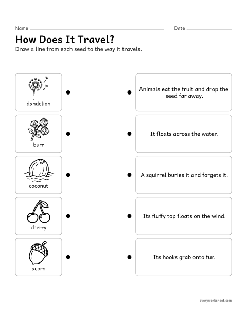 Preview of the printable “How seeds travel matching worksheet” worksheet: matching seeds to the way they are dispersed