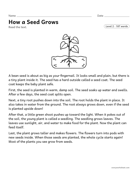 Preview of the printable “How a seed grows” worksheet: describing the connection between the steps in a process