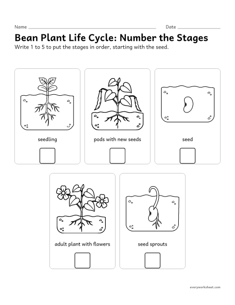 Preview of the printable “Plant life cycle worksheet for 3rd grade” worksheet: sequencing the stages of a flowering plant’s life cycle
