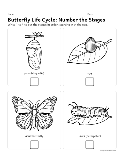 Preview of the printable “Butterfly life cycle Worksheet: number the stages” worksheet: sequencing the four stages of complete metamorphosis
