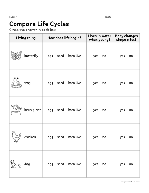 Preview of the printable “Compare animal and plant life cycles chart” worksheet: comparing the life cycles of different plants and animals