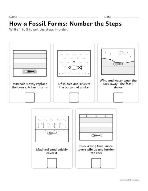 Preview of the printable “How fossils form Worksheet: number the steps” worksheet: sequencing the steps by which a fossil forms in sedimentary rock