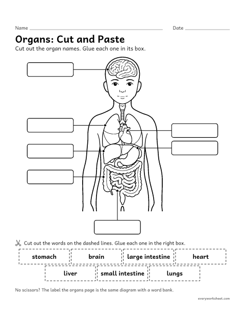 Preview of the printable “Human body organs cut and paste worksheet” worksheet: naming the major organs of the human body