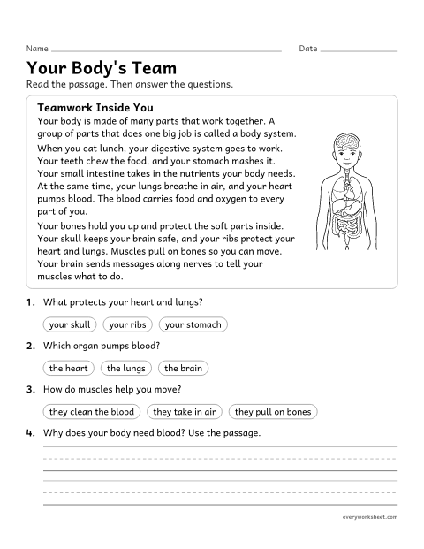 Preview of the printable “Human body reading passage for 3rd grade” worksheet: describing how body parts work together from a nonfiction text