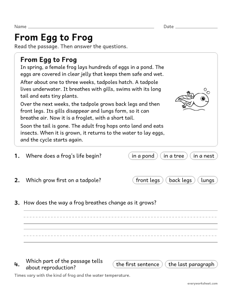 Preview of the printable “Frog life cycle reading passage for 3rd grade” worksheet: reading an informational passage about the stages of a frog’s life cycle