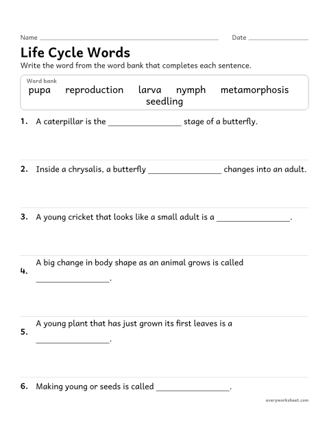 Preview of the printable “Life cycle vocabulary fill in the blank” worksheet: using the vocabulary of life cycles