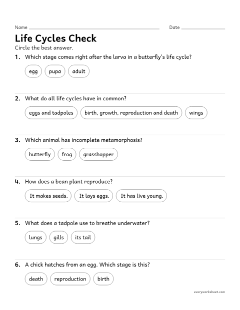 Preview of the printable “Life cycles quiz for 3rd grade” worksheet: reviewing the life cycles of plants and animals