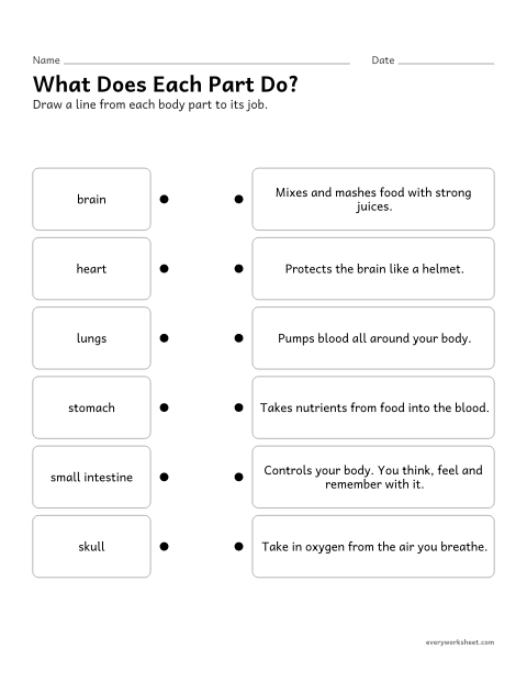 Preview of the printable “Organs and their jobs matching worksheet” worksheet: matching body parts to their jobs