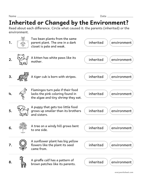 Preview of the printable “Traits and the environment worksheet for 3rd grade” worksheet: explaining that some traits are inherited and some are changed by the environment