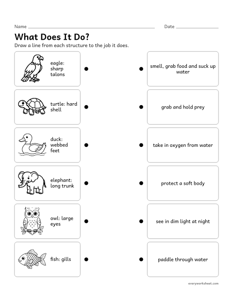 Preview of the printable “Animal structures and functions matching worksheet” worksheet: matching animal structures to their functions