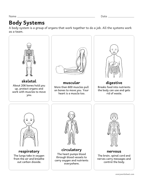 Preview of the printable “Human body systems chart for kids” worksheet: describing the main systems of the human body