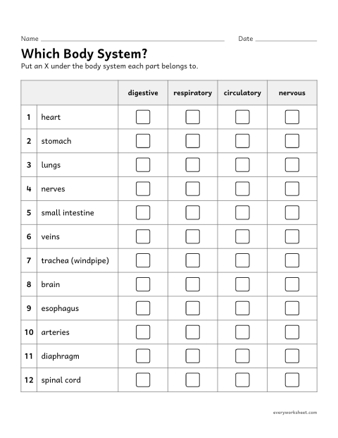 Preview of the printable “Body systems sort Worksheet: which System?” worksheet: classifying organs and body parts by body system