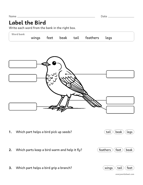 Preview of the printable “Label the parts of a bird worksheet” worksheet: labeling the external structures of a bird