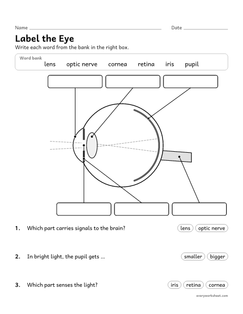 Preview of the printable “Label the parts of the eye worksheet” worksheet: labeling the parts of the eye