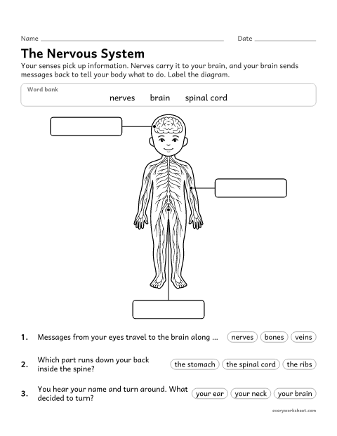 Preview of the printable “Nervous system diagram worksheet for kids” worksheet: describing how the senses, nerves and brain work together