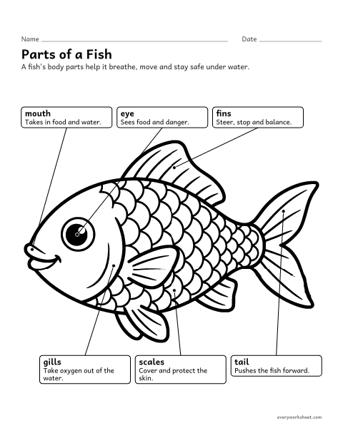 Preview of the printable “Parts of a fish diagram (Labeled)” worksheet: naming the external structures of a fish and their functions
