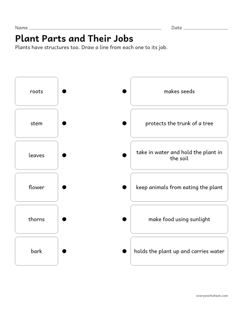 Preview of the printable “Plant structures and functions matching worksheet” worksheet: matching plant structures to their functions