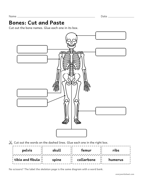 Preview of the printable “Skeleton cut and paste Worksheet: label the bones” worksheet: naming major bones of the human skeleton