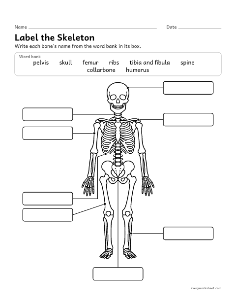 Preview of the printable “Label the skeleton worksheet (with word Bank)” worksheet: naming major bones of the human skeleton