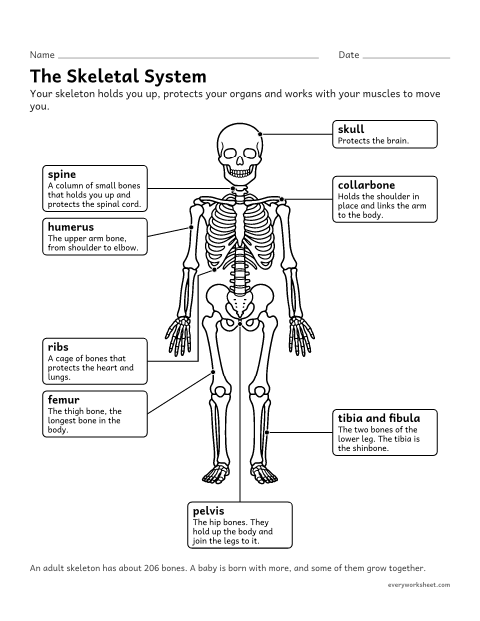 Preview of the printable “Skeletal system diagram for kids (Labeled Bones)” worksheet: naming major bones and what they do