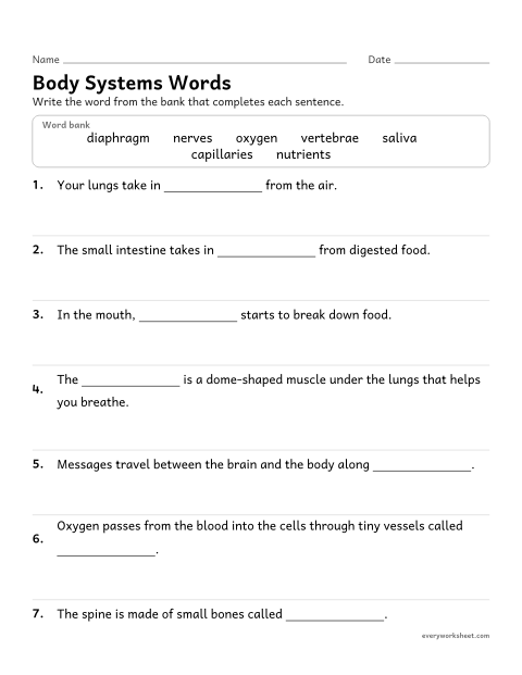 Preview of the printable “Human body systems vocabulary worksheet” worksheet: using vocabulary for the human body systems