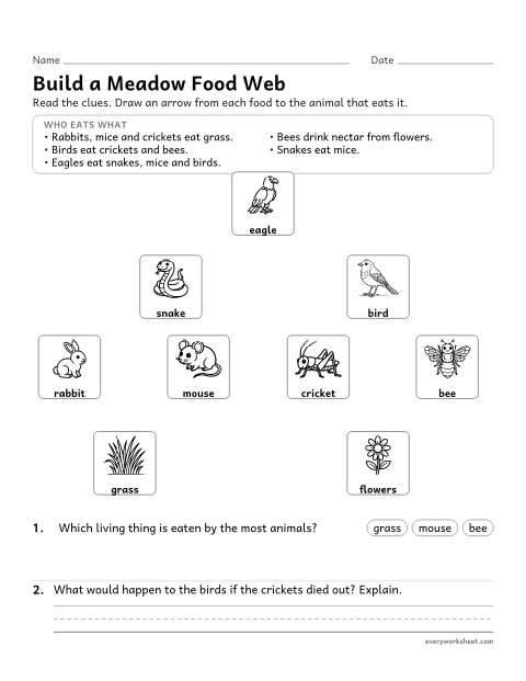 Preview of the printable “Build a food web worksheet (Draw the Arrows)” worksheet: developing a food web model from information about what organisms eat