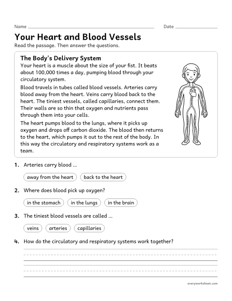 Preview of the printable “Circulatory system reading passage for 5th grade” worksheet: explaining how the circulatory system carries oxygen and nutrients