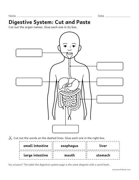 Preview of the printable “Digestive system cut and paste worksheet” worksheet: naming the organs of the digestive system