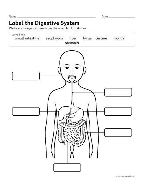 Preview of the printable “Digestive system diagram worksheet (Label It)” worksheet: naming the organs of the digestive system