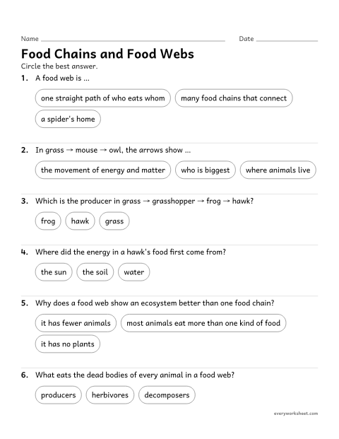 Preview of the printable “Food chain and food web questions worksheet” worksheet: explaining how food chains connect to form food webs