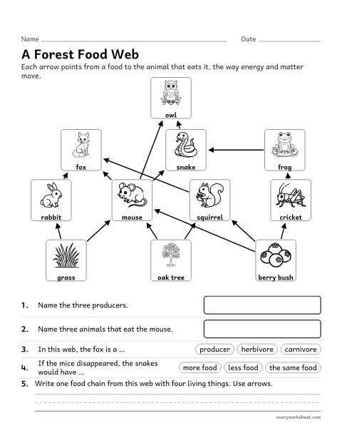Preview of the printable “Food web Worksheet: A forest food web” worksheet: reading a food web to describe how matter and energy move among organisms