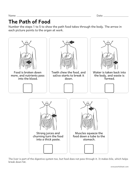 Preview of the printable “Path of food through the digestive system worksheet” worksheet: sequencing the steps of digestion