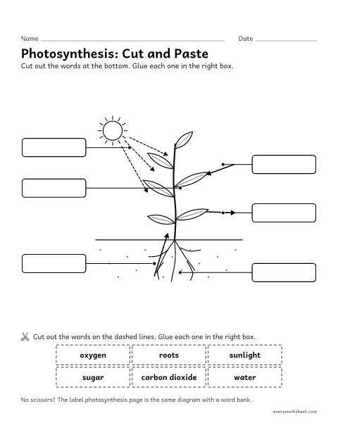 Preview of the printable “Photosynthesis cut and paste diagram” worksheet: labeling the inputs and outputs of photosynthesis