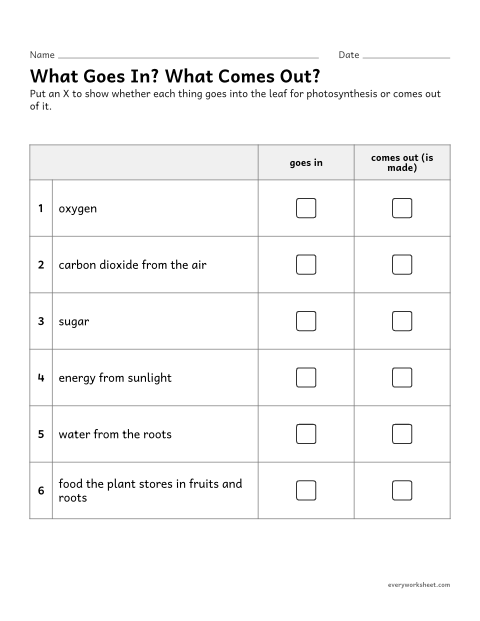 Preview of the printable “Photosynthesis inputs and outputs sort” worksheet: classifying what a plant takes in and gives off in photosynthesis