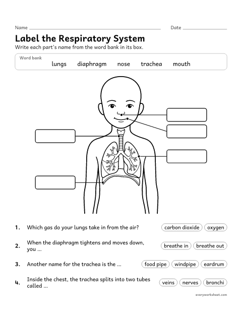 Preview of the printable “Respiratory system diagram worksheet (Label It)” worksheet: naming the parts of the respiratory system and how breathing works