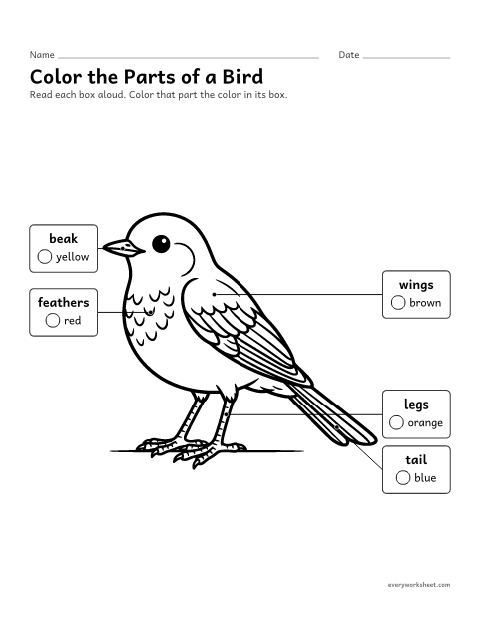 Preview of the printable “Color the parts of a bird” worksheet: finding the parts of a bird by coloring
