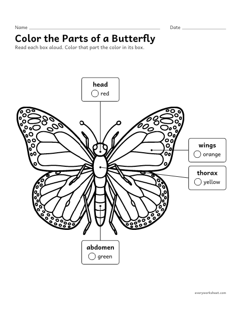 Preview of the printable “Color the parts of a butterfly” worksheet: finding the parts of a butterfly by coloring